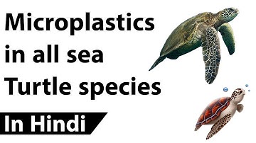 Microplastics in Sea turtle species, IUCN Red List of endangered Turtle species explained