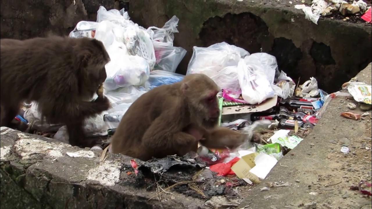 monkeys going through trash in rural China YouTube