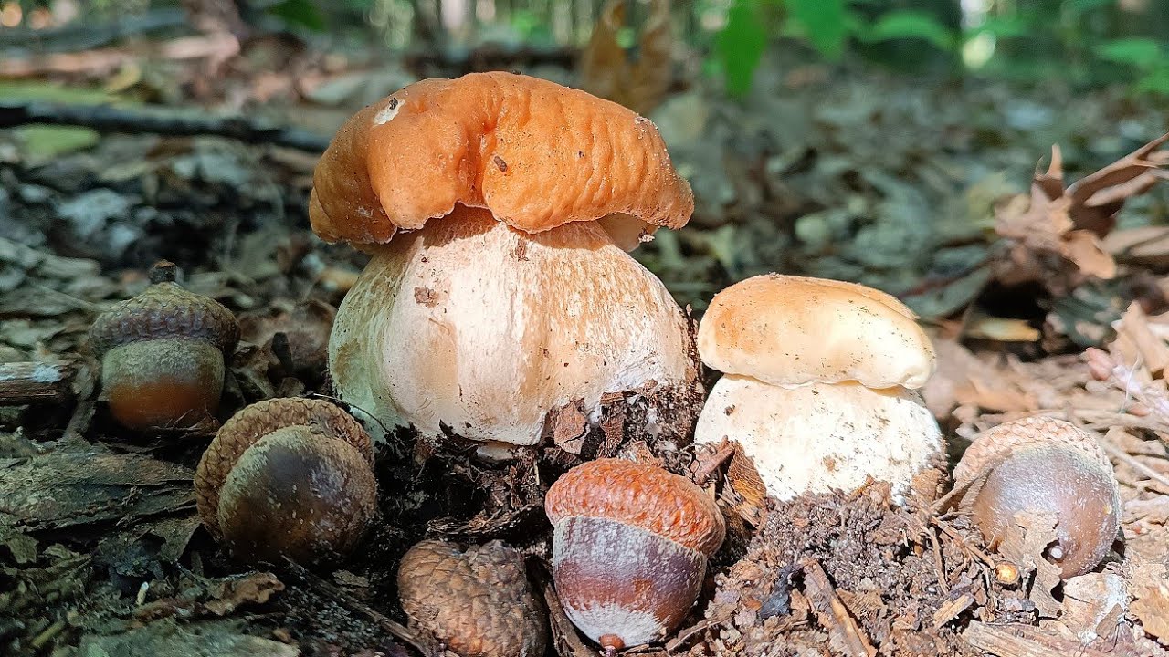Перші маячки Білого гриба у дубах 🍄‍🟫 Вирощую Білі Гриби у лісі🌳