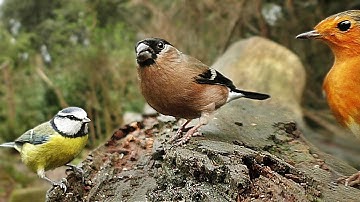 Video and Sounds For Cats : Wings Fluttering and Birds Chirping