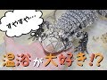 温浴が大好きなトカゲの脱皮をお手伝い