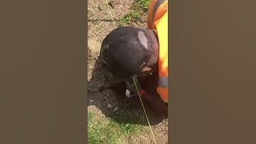 Removing a root so you can  plant  your  post for Vinyl chain link
