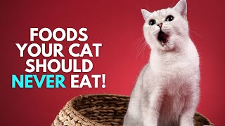 Dangerous Foods Your Cat Should Never Eat 🚫