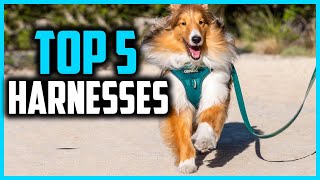 ✅Top 5 Best Harnesses for Dachshunds and Long Bodied Pups in 2024