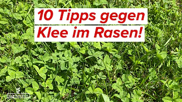 Wie bekomme ich den Klee aus dem Rasen?