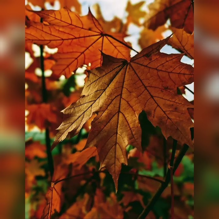 love status ringtone 🤗 ( ˘ ³˘)♥(◍•ᴗ•◍)❤♥╣[-_-]╠♥