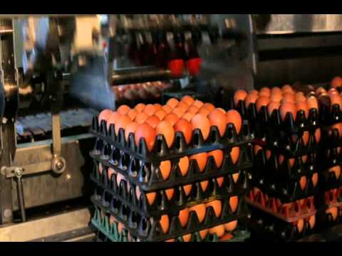 Video Giới thiệu Dây chuyền xử lý trứng tự động của Tập đoàn... - youtube