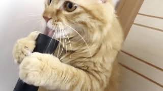 Зачем коту пылесос?Why to a cat vacuum cleaner?