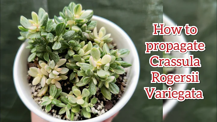 Let's Propagate Crassula Rogersii Variegata and Tips How to Cure succulents with Powdery Mildew