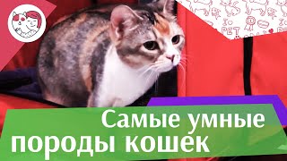 5 самых умных пород кошек на ilikepet 5 самых умных пород кошек на ilikepet