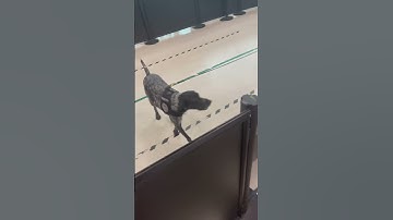 Airport Dog Leads Agents to Major Drug Bust - Drug Sniffing Dog finds drugs #Dogs #Shorts