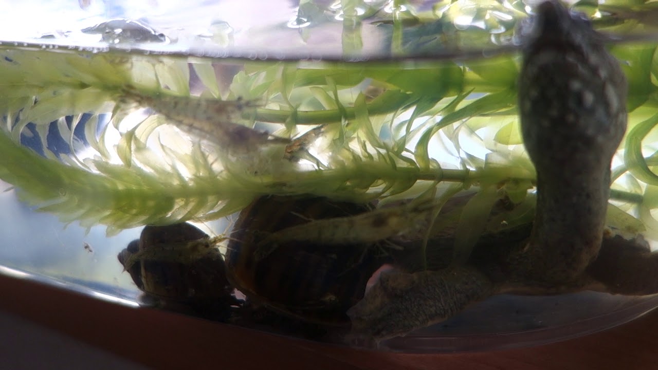 4つ目の水槽に入れたミナミヌマエビの観察 私の趣味