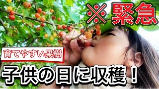 Home Fruit Trees] Have fun with your kids! Harvesting warm climate