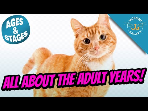 Video: De Adolescent Indoor Cat