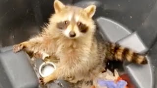 RACCOON ATTACKS ME! | FUNNY ANIMALS