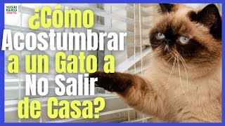 🏡 HOW TO GET A CAT USED TO NOT LEAVING THE HOUSE? 🏡