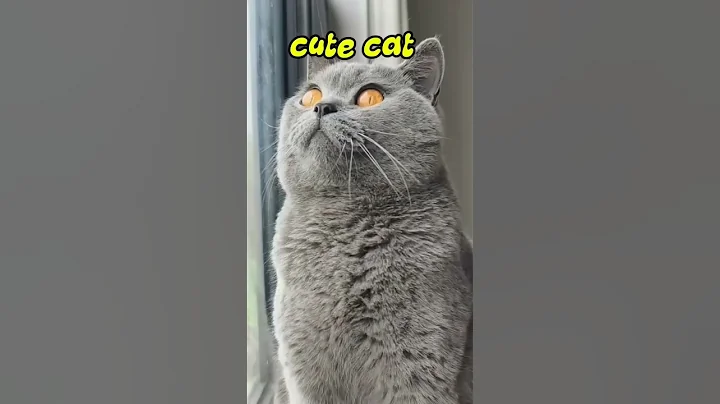 Watch the video about Cat#funnyanimals#cute#cutecats#shorts#shortsvideos