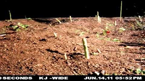 Asparagus Growth Time Lapse, in the Kendall-Jackson Culinary Garden