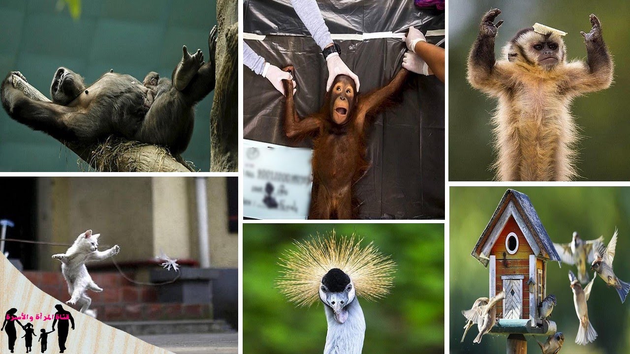  أطرف 20 مشهد من عالم الحيوان فى 2016