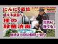 ニンニクの種の消毒~植える直前に殺菌消毒します:寒地系にんにく栽培2023年版