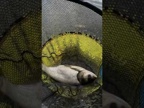 Câu cá mè hồ 106 La Ngà #cauca #fishing #câucá