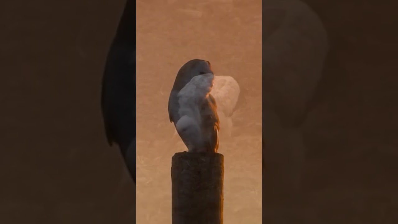 short IN THIS WEEKS ADVENTURE! #shorts  #birding #wildlife #shorts #birdtube #birds #natureshorts