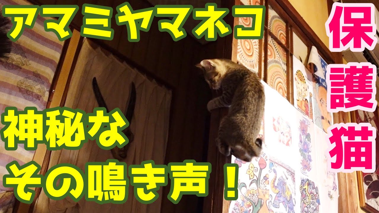 保護猫 アマミヤマネコ その神秘な鳴き声 Youtube 保護猫 アマミヤマネコ その神秘な鳴き声 Youtube