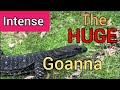 The #goanna #dangerous #australiatravelguide