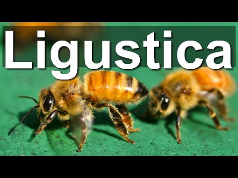 Video: Warum werden italienische Bienen bevorzugt?