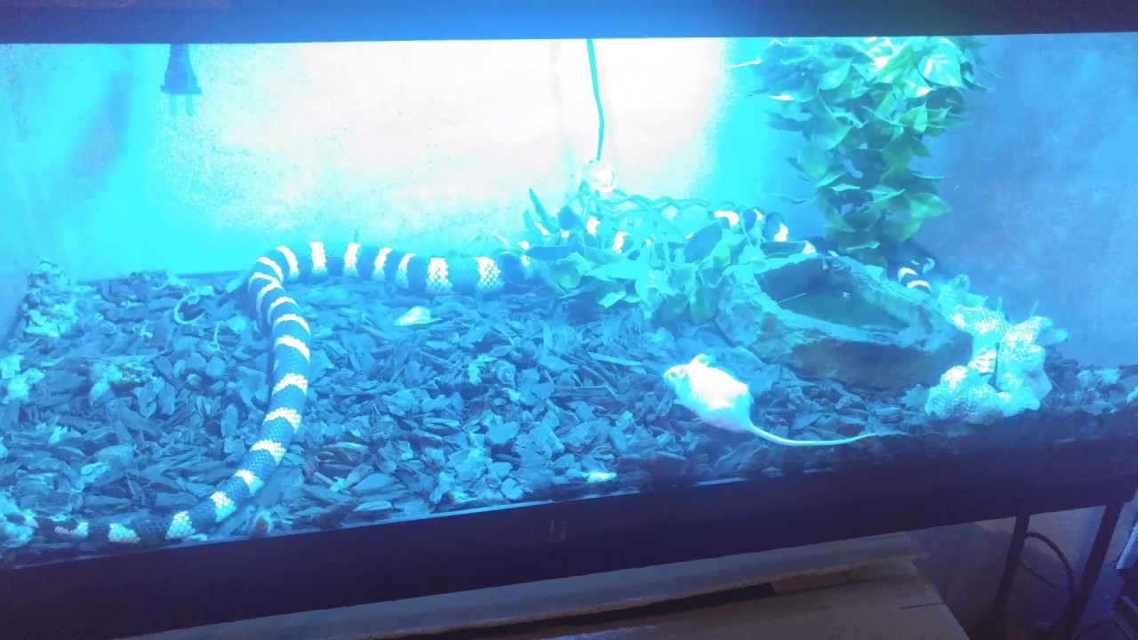 camera iphone 8 plus apk California king snake eating a 2nd mouse