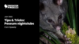 Predator Control Tips & Tricks: Possum nightclubs