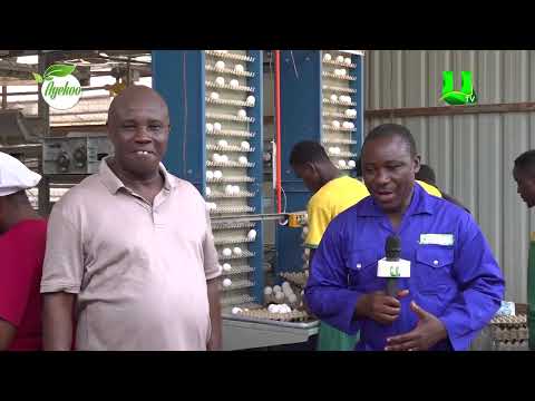AYEKOO: I USED TO SLEEP AT MY POULTRY FARM WHEN PROBLEM ARISES, BUT WITH PERSEVERANCE I HAVE SUCCEE