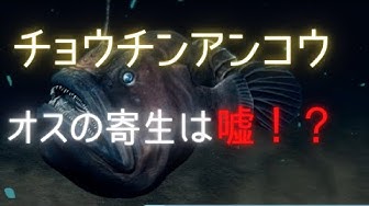 チョウチンアンコウ Youtube
