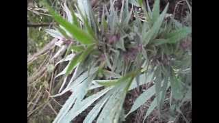 purple sativa.AVI
