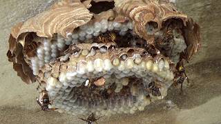 小野町でスズメバチ駆除- こんな場所にあったのか!キイロスズメバチが軒下に引っ越す前の巣! wasp nest removal