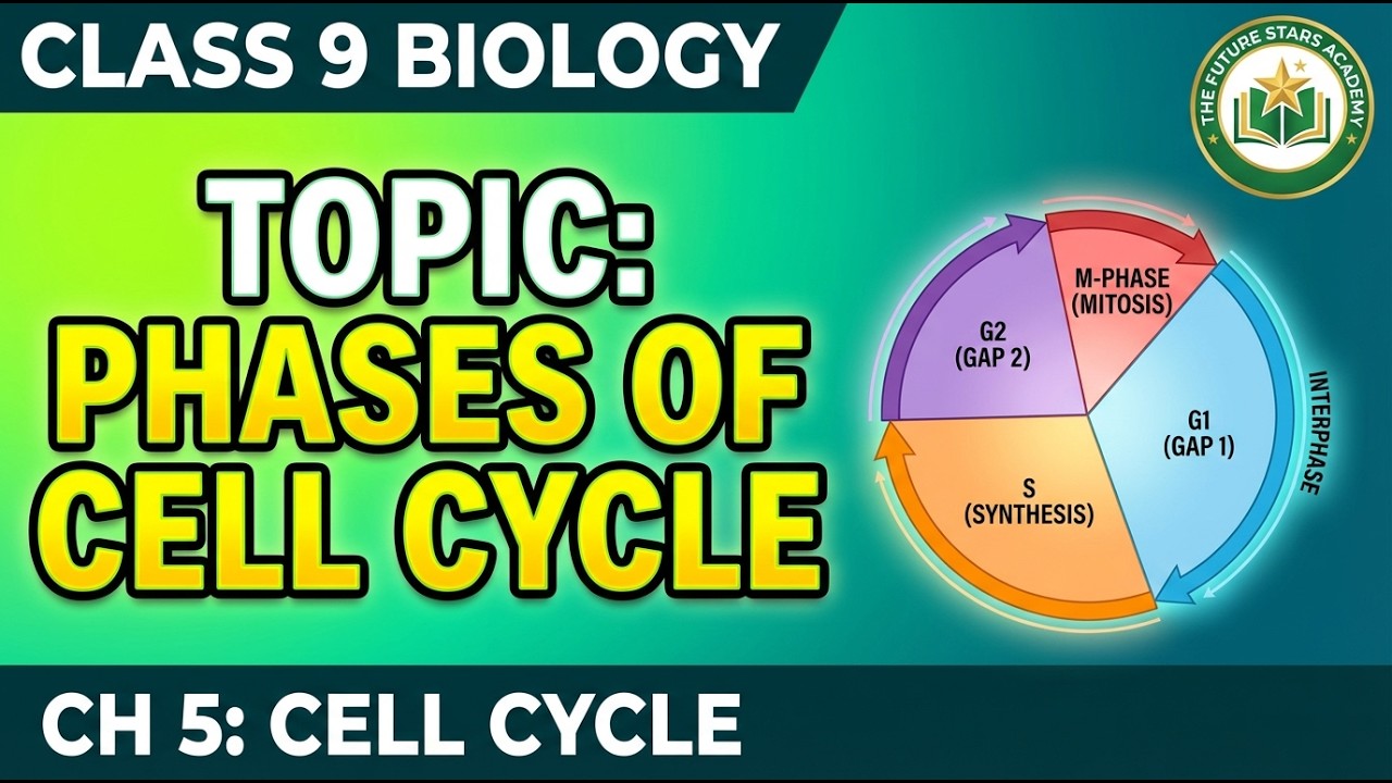 Phases of Cell Cycle Class 9 Biology | Chapter 5 Cell Cycle - YouTube