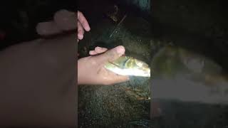 fish video | #fish #short #fishingvideo