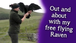 Fable the Raven | Out and about with my free flying Raven by Falconry And Me 174,411 views 1 year ago 9 minutes, 6 seconds