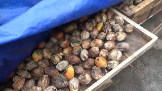 To dry Arecanut fruit that have fallen during the rainy season An easy way