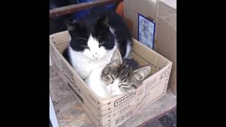 продажа котов продажа котов