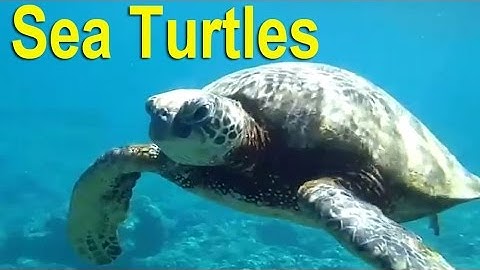 Most Endangered Species & Threatened Species: Sea Turtles on IUCN Critically Endangered Species List