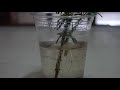 Rosemary (रोजमैरी) Propagation from cutting | One trick and be successful every single time
