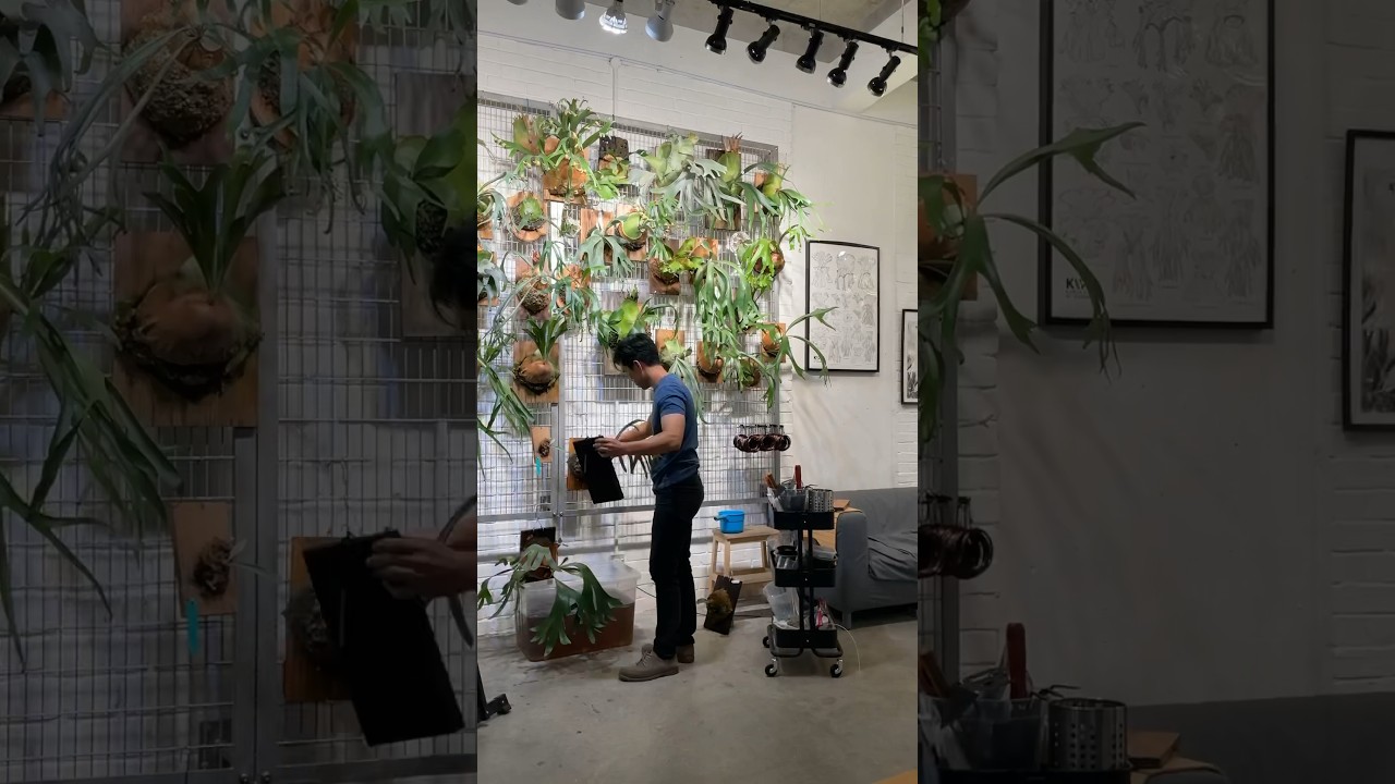 Basic routine of watering Indoor staghorn plant.  