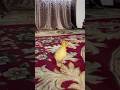 Cute Duckling Sound🐦🦤#babyducks