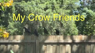 My Crow Friends by Papa Joe knows 215 views 7 days ago 49 seconds