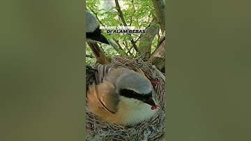 Sarang cendet di alam liar #birds #kicaumania #burung #kicaumanianusantara #burungkicau #cendet #fyp