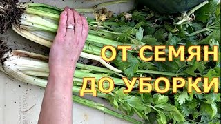 ЧЕРЕШКОВЫЙ СЕЛЬДЕРЕЙ. Когда сеять, как выращивать? Шпинат, салат, укроп, кинза.