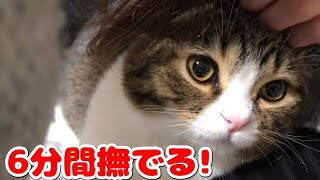 子猫が6分間甘えているだけの動画【スコティッシュフォールド】【Scottish Fold】