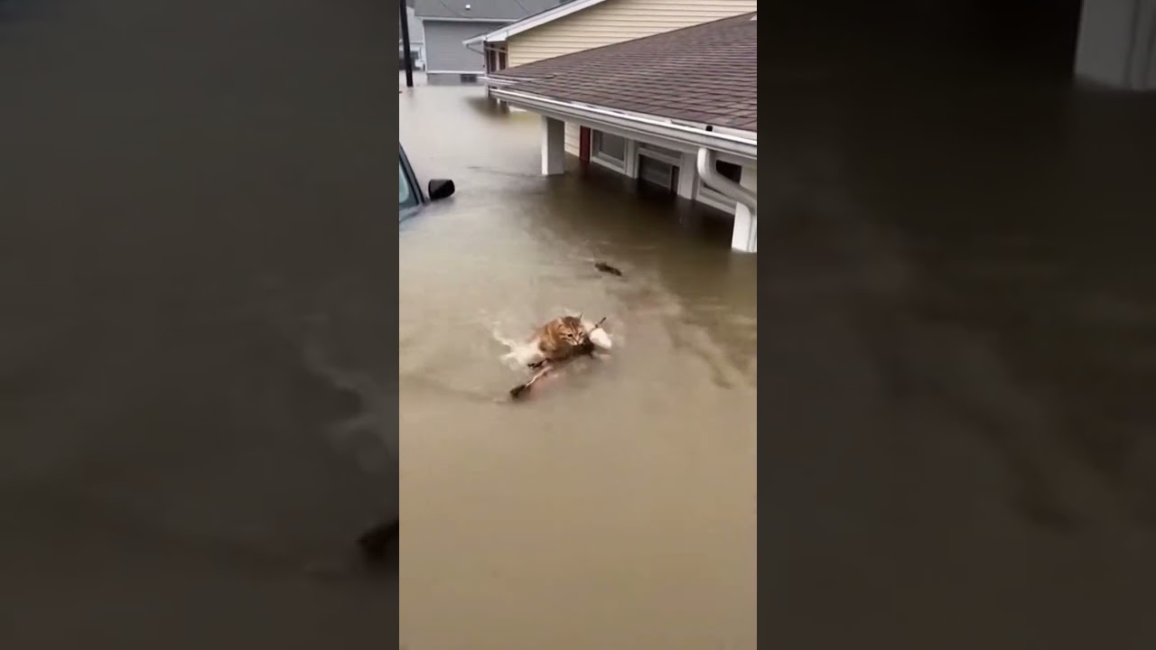 Cat Rescues Kitten from Floodwaters! 🐱🌊 Amazing Animal Rescue 