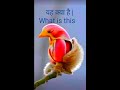 10अमेजिंग फैक्ट पक्षियों के बारे मे | About 10Amazing Fact Birds by 22Fact #22Facttube